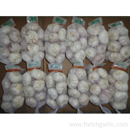 Normal White Garlic New